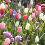 ヒメ日記 2026/04/03 13:29 投稿 しおり 脱がされたい人妻 木更津店