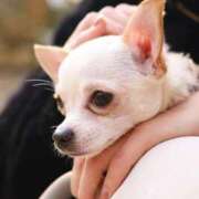 ヒメ日記 2025/11/23 16:39 投稿 今宵【コヨイ】 ピンクコレクション大阪キタ店