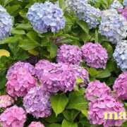 ヒメ日記 2025/06/18 22:17 投稿 まゆ 奥様鉄道69 仙台店