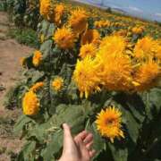 ヒメ日記 2025/07/24 20:07 投稿 しほ☆竹 五十妻（イソップ）40代～60代　山口・防府店