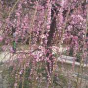 ヒメ日記 2026/02/26 14:47 投稿 しほ☆竹 五十妻（イソップ）40代～60代　山口・防府店