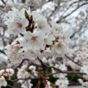 ヒメ日記 2026/03/28 05:52 投稿 しほ☆竹 五十妻（イソップ）40代～60代　山口・防府店