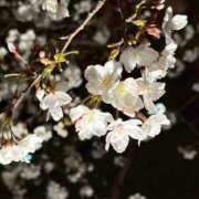 ヒメ日記 2026/04/01 06:40 投稿 しほ☆竹 五十妻（イソップ）40代～60代　山口・防府店