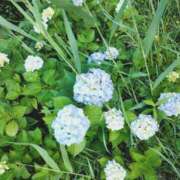 ヒメ日記 2026/06/02 08:42 投稿 しほ☆竹 五十妻（イソップ）40代～60代　山口・防府店