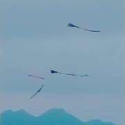 ヒメ日記 2026/08/21 08:29 投稿 しほ☆竹 五十妻（イソップ）40代～60代　山口・防府店