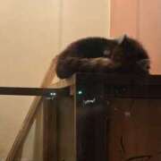 ヒメ日記 2025/06/30 19:35 投稿 ひめ ミルキーパイ