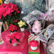 れいな 12月ですね❗ 性腺熟女100％鶯谷（デリヘル市場）