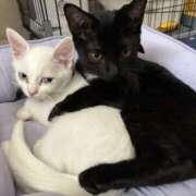 ヒメ日記 2025/08/25 18:24 投稿 ななこ BABY LIPS