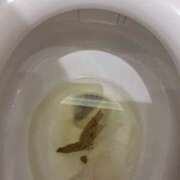 ヒメ日記 2025/07/16 13:33 投稿 れおな(大阪店) 排泄マニア