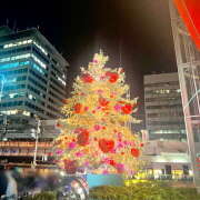 ヒメ日記 2025/11/30 01:14 投稿 シイナ 月兎（GET）