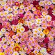 ヒメ日記 2025/07/12 09:09 投稿 西　ひとみ FORTE