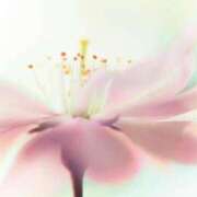 ヒメ日記 2025/08/02 19:59 投稿 西　ひとみ FORTE