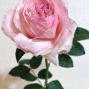 ヒメ日記 2025/09/26 06:59 投稿 西　ひとみ FORTE