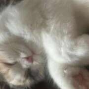 ヒメ日記 2025/12/19 04:44 投稿 しえる♡Ⅰカップ・美巨乳♡ 即生専門店ゴッドパイ