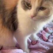 ヒメ日記 2026/02/26 05:14 投稿 しえる♡Ⅰカップ・美巨乳♡ 即生専門店ゴッドパイ