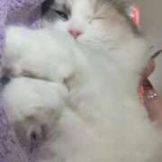 ヒメ日記 2026/03/04 02:18 投稿 しえる♡Ⅰカップ・美巨乳♡ 即生専門店ゴッドパイ