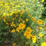 ヒメ日記 2026/04/03 11:54 投稿 しえる♡Ⅰカップ・美巨乳♡ 即生専門店ゴッドパイ