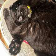 ヒメ日記 2025/08/03 14:00 投稿 『あんり』 ESSENCE