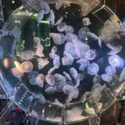 ヒメ日記 2025/09/29 20:17 投稿 『あんり』 ESSENCE