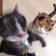 ヒメ日記 2025/11/28 22:38 投稿 『あんり』 ESSENCE