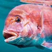 ヒメ日記 2026/01/30 20:03 投稿 『あんり』 ESSENCE