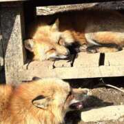 ヒメ日記 2026/02/21 19:20 投稿 『あんり』 ESSENCE