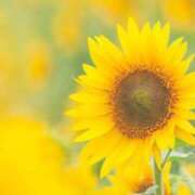 ヒメ日記 2025/07/21 09:03 投稿 のぞみ 五反田・品川おかあさん