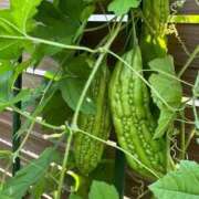 ヒメ日記 2025/08/18 10:09 投稿 みん 佐賀人妻デリヘル 「デリ夫人」