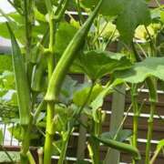 ヒメ日記 2025/09/02 17:07 投稿 みん 佐賀人妻デリヘル 「デリ夫人」