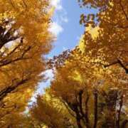 桐生ゆい 来週の出勤🍁 セクシーキャット 神田店