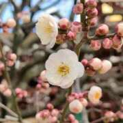 ヒメ日記 2026/02/22 16:31 投稿 桐生ゆい セクシーキャット 神田店