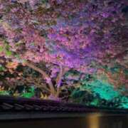 ヒメ日記 2026/03/19 14:30 投稿 桐生ゆい セクシーキャット 神田店