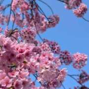 ヒメ日記 2026/03/31 12:17 投稿 桐生ゆい セクシーキャット 神田店