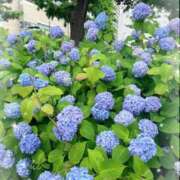 ヒメ日記 2026/05/30 17:26 投稿 かれな 奥様特急　立川店