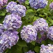 ヒメ日記 2026/06/23 17:00 投稿 あんな 花夫人