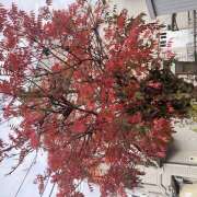 ヒメ日記 2025/11/11 09:59 投稿 東野 MadameRest(マダムレスト)