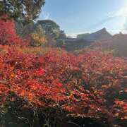 ヒメ日記 2025/11/26 11:54 投稿 東野 MadameRest(マダムレスト)