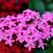 ヒメ日記 2025/07/15 21:47 投稿 紗耶香　さやか 本庄人妻城