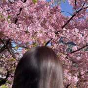 さくら お散歩🎵 素人妻達☆マイふぇらレディー