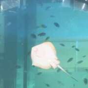 ヒメ日記 2025/08/25 12:16 投稿 さゆ 横浜人妻セレブリティ（ユメオト）