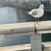 ヒメ日記 2026/01/12 14:32 投稿 さゆ 横浜人妻セレブリティ（ユメオト）