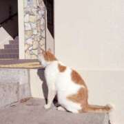 ヒメ日記 2026/02/22 11:37 投稿 さゆ 横浜人妻セレブリティ（ユメオト）