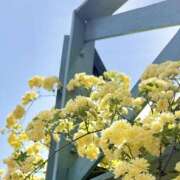 さゆ 本日出勤です🌼11:00-23:30 横浜人妻セレブリティ（ユメオト）