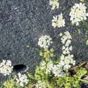 ヒメ日記 2026/05/25 11:12 投稿 さゆ 横浜人妻セレブリティ（ユメオト）