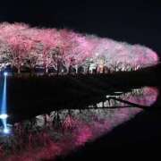 ヒメ日記 2026/04/02 11:36 投稿 ♡ジュリ♡ ラブ♡エル霧島店