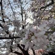 ヒメ日記 2026/04/01 09:34 投稿 ヒナ ミセスClub