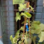 ヒメ日記 2025/07/13 11:03 投稿 ユズ ミセスClub