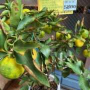 ヒメ日記 2025/10/16 14:28 投稿 ユズ ミセスClub