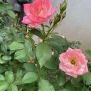 ヒメ日記 2025/10/20 14:10 投稿 ユズ ミセスClub