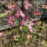 ヒメ日記 2026/04/13 08:44 投稿 ユア ミセスClub